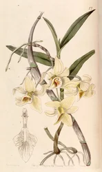 Dendrobium heterocarpum